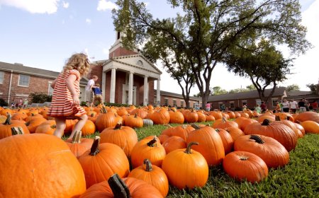 The Best Austin Pumpkin Patches