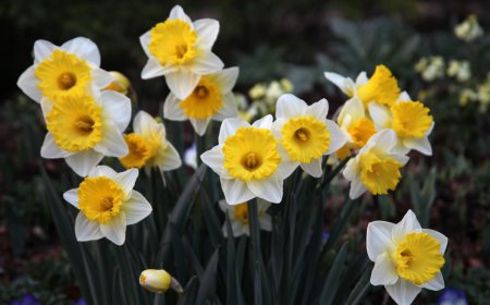 Daffodil Days Are Here At Last
