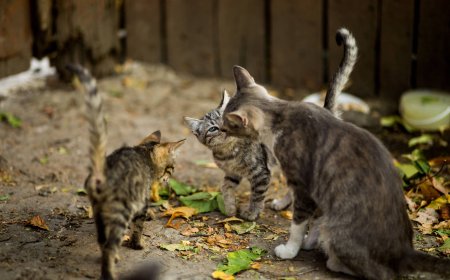 Community Cat Day and The Importance of Trap-Neuter-Return