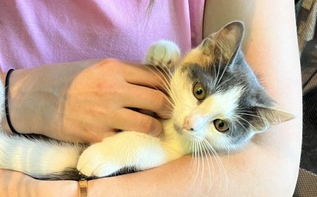 The Snuggle Spot: A Hands-On Sanctuary for DPA! Adoptable Cats
