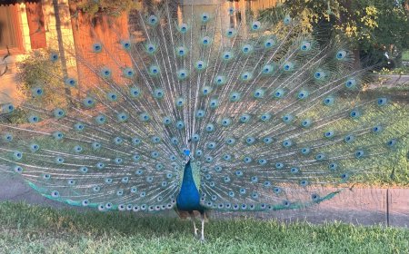 Peacocks and Park Are a Few Perks of This Pair of Houses in East Oak Cliff