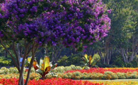 Dallas Arboretum & Botanical Garden