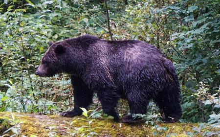 Teachers called 'true heroes' after repelling grizzly bear that attacked school group, injuring 11