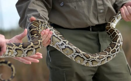 Northern Watersnake Caught On Video Swallowing Massive Catfish In North Carolina