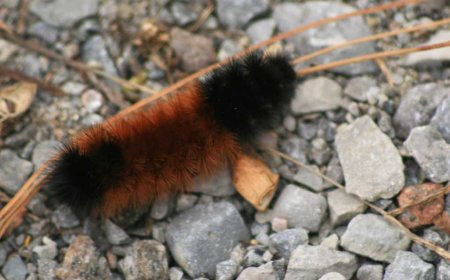Woolly bear caterpillars: Can they predict winter weather?
