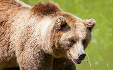 Grizzly Bear Attacks Elementary Class on Nature Outing in Canada, Teachers Injured Defending Students