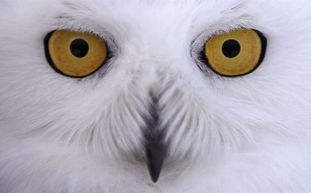 Chicago's North Side Now Buzzing With Snowy Owl Sightings
