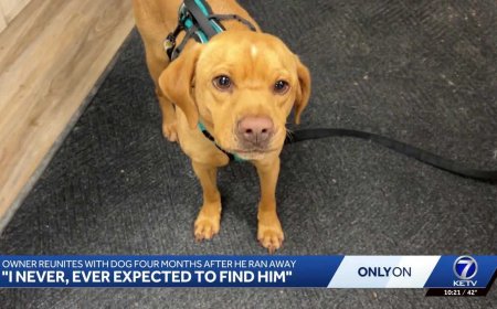 News We Love: Shelter reunites lost dog with owner after four months
