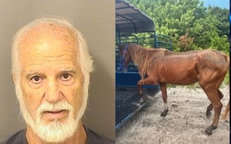 Boca Raton man arrested after deputies find malnourished, injured horses in ‘deplorable’ conditions, authorities say