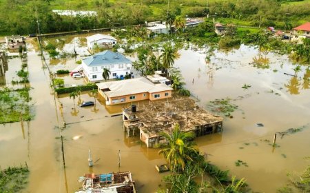 Six Dead Amid Leptospirosis Outbreak In Jamaica After Record-Setting Hurricane Melissa
