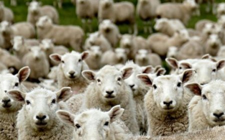 Woke Fashion Designer Uses ‘Gay Sheep’ for Wool in New York Fashion Debut