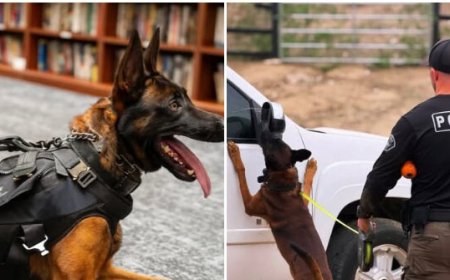 VIDEO: Burbank Police Mourn K-9 Spike Who 'Courageously Gave His Life' in Line of Duty