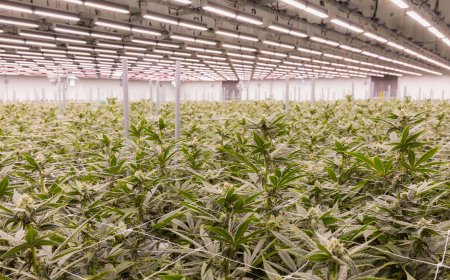 Best of KC 2025: MO Supreme Court saves Missouri weed-consumers millions each month