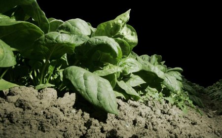 Register for Growing Growers Apprenticeship Bootcamp