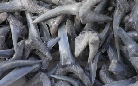 Paleontologist uncovers a lost world beneath Florida's Gulf Coast