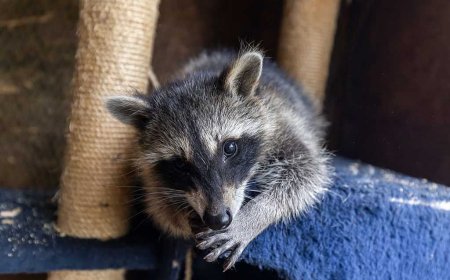 New research suggests urban raccoons across the US show early signs of domestication