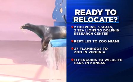 Remaining animals at Miami Seaquarium expected to be relocated, according to bankruptcy files