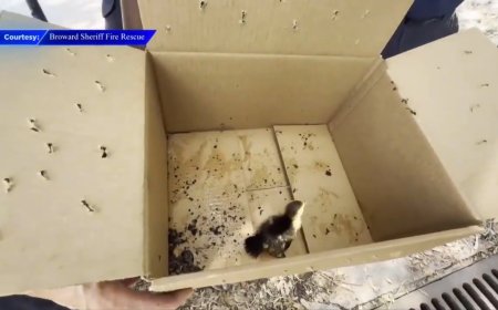 Good Samaritan, BSFR rescues duck trapped in storm drain in Pembroke Park