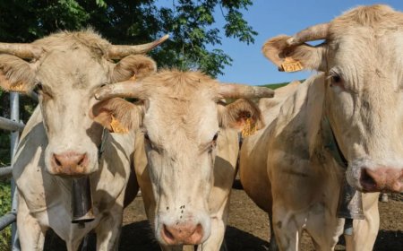 Men On Way To School Shoot Cow In Head For No Reason, Farmers Allege. Police Make Arrests