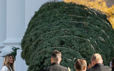 First Lady Melania Trump Welcomes, Inspects White House Christmas Tree: 'It's a Beautiful Tree!'