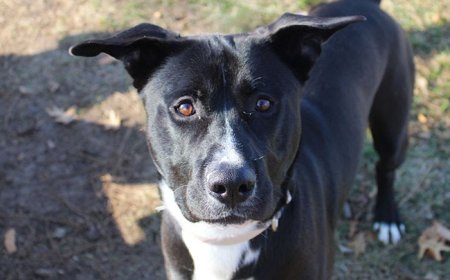 Waifs of the Week: Freya, Heidi, and a snuggle expert named Alpine