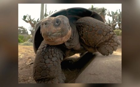 Gramma's gone: San Diego Zoo tortoise dies at about 141
