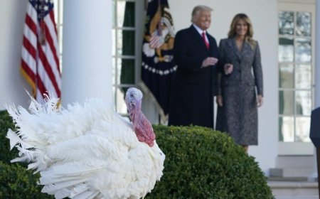 Watch live: Trump participates in White House turkey pardoning ceremony