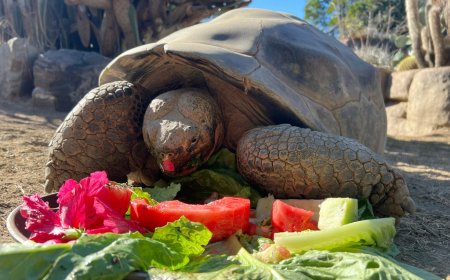 Oldest resident of San Diego Zoo, Gramma the Galapagos tortoise, dies at estimated 141 years old