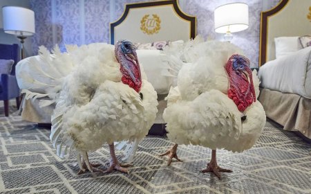 President Trump set to pardon Gobble and Waddle for annual turkey pardon