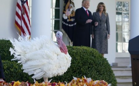 Watch: Trump's Hilarious Pardon for Thanksgiving Turkeys, Gobble and Waddle