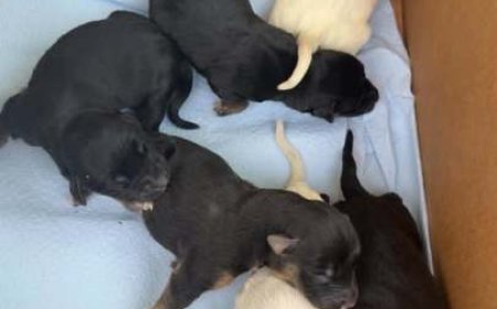 Two arrested on abuse, neglect of eight puppies in Sparta
