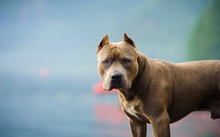 Salina schedules all-mail election on pit bull ban repeal