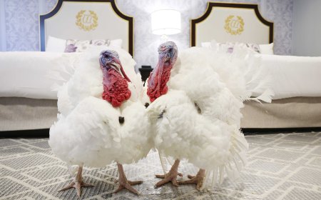 Giving thanks: Two turkeys receive presidential pardons ahead of Thanksgiving