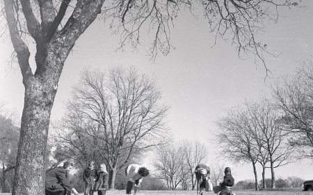 Hunting Pecans in the Park