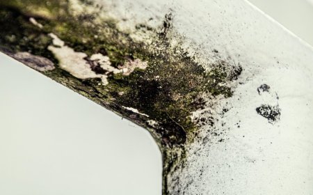 7 Signs of Mold in West Palm Beach Homes and What to Do About It