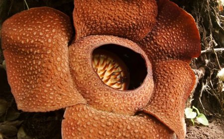 Team Risks Tiger Attacks, Find One Of World’s Rarest Flowers In Indonesia After 13-Year Search