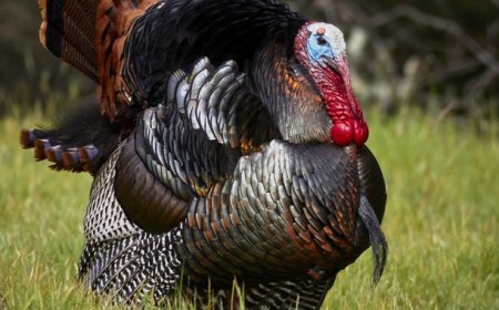 Morning Minute: This Thanksgiving, Let's Talk Turkey