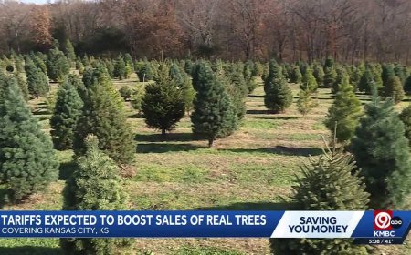 Tariffs on artificial trees may mean a business boost for local Christmas tree farms