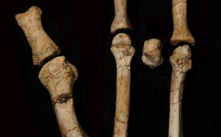 Mystery owner of 3-million-year-old fossilized foot in Africa ID’d: study