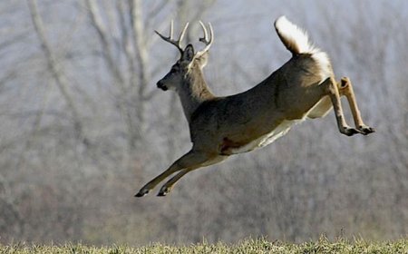These Missouri counties killed the most deer this firearms season