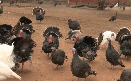 Lindsborg farmer working to preserve heritage turkeys