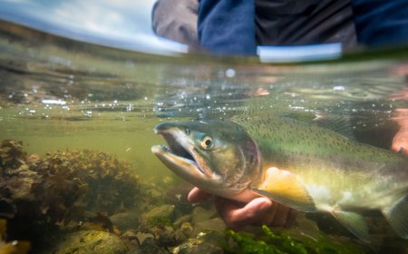 1,500 trout to be stocked in Emporia's King Lake