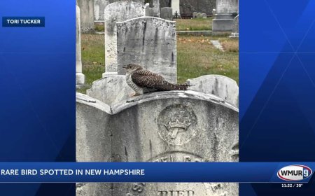 Rare bird spotted in New Hampshire