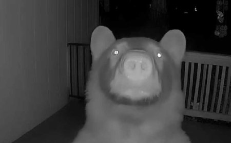 Video shows bear ding dong ditch a California home