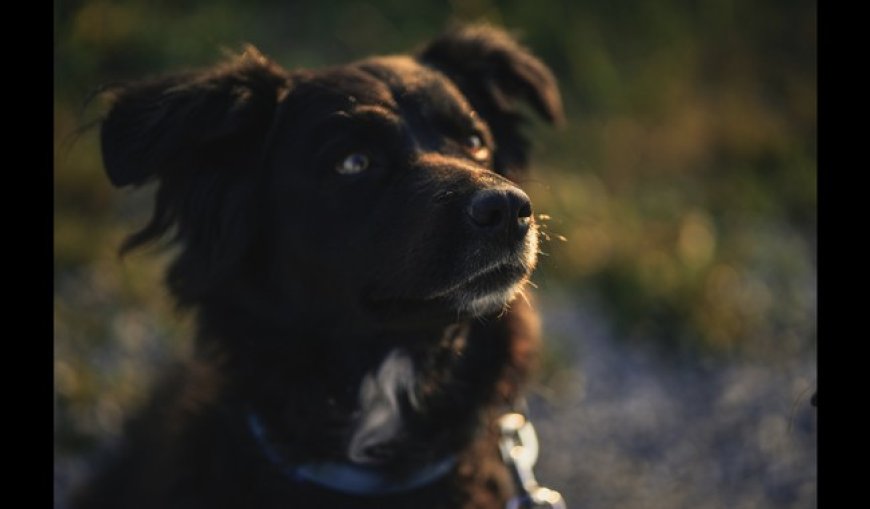 Your Pets May Now Be Secret Climate Culprits - Check Their Carbon Pawprints