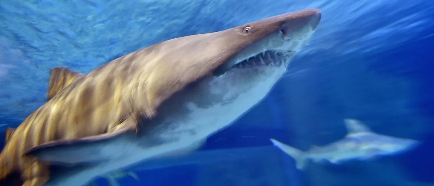 Wild Video Shows Hundreds Of Whaler Sharks Off Coast Of Australia To Trigger Warning From Expert