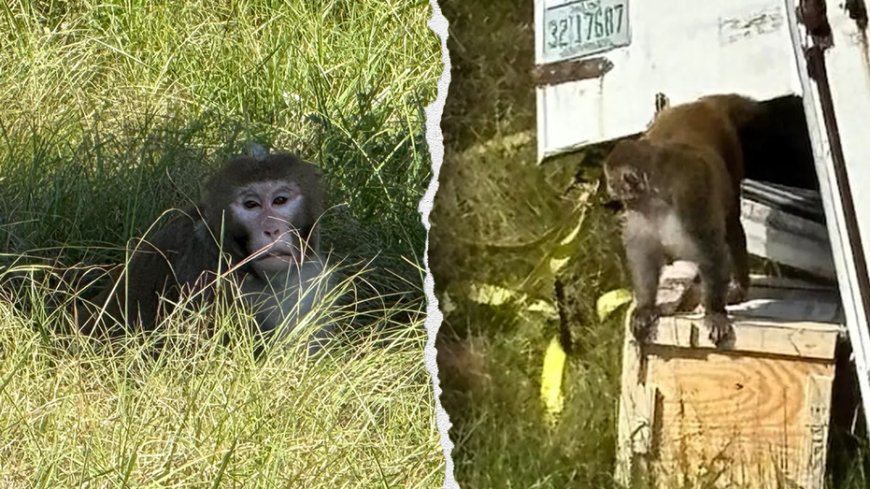 Second escaped monkey killed after truck crash as search continues for remaining animal