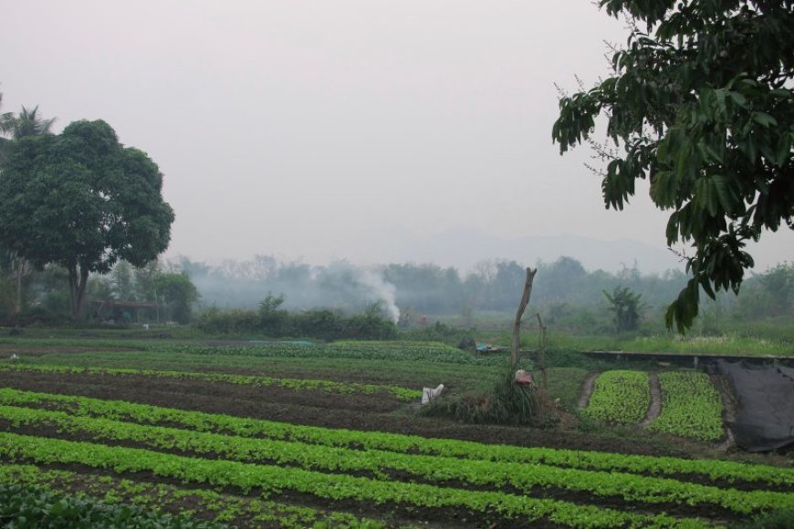 American man, son die in Laos after being stung by wasps while ziplining