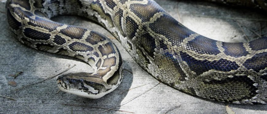 12-Foot Burmese Python Captured Way More North Than They Need To Be