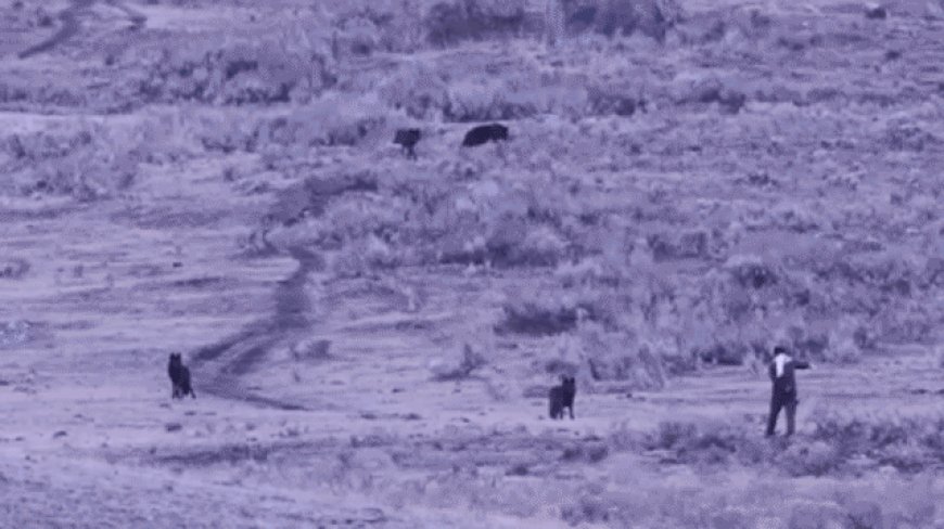 Man caught on camera approaching, spraying unknown substance toward Yellowstone wolves: rangers